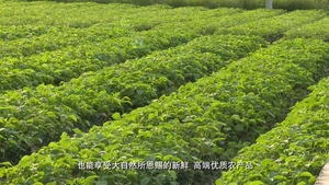 产品专题片
